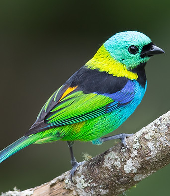 Green-headed tanager