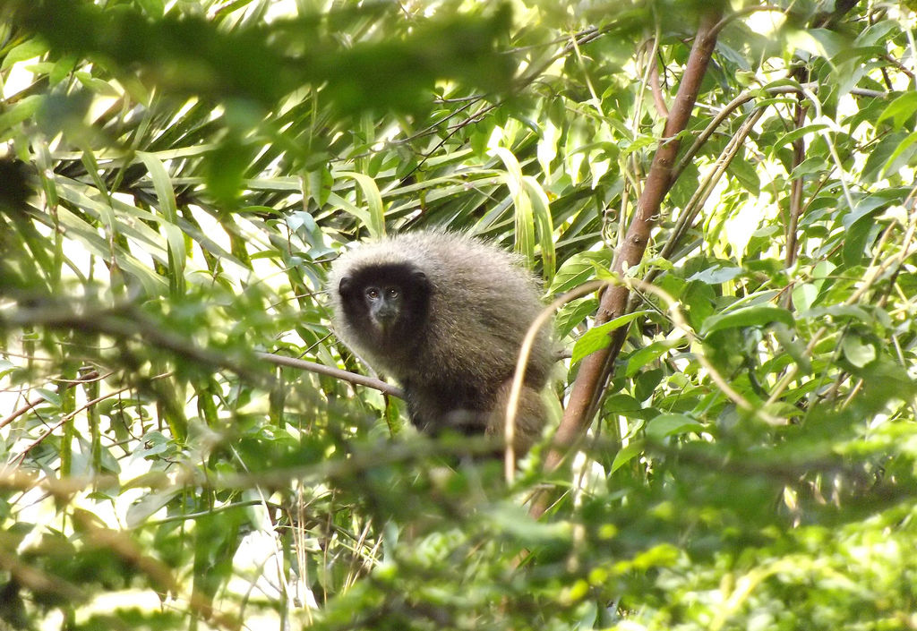 Black-fronted Titi Monkey (Callicebus nigrifrons)