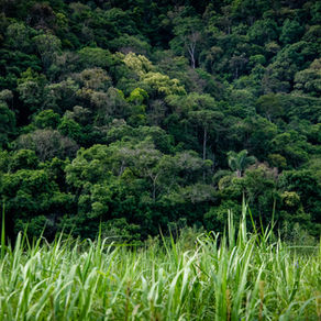 The other Rainforest in Brazil