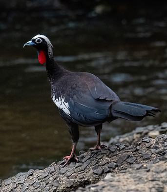 Black-fronted piping guan,.jpg