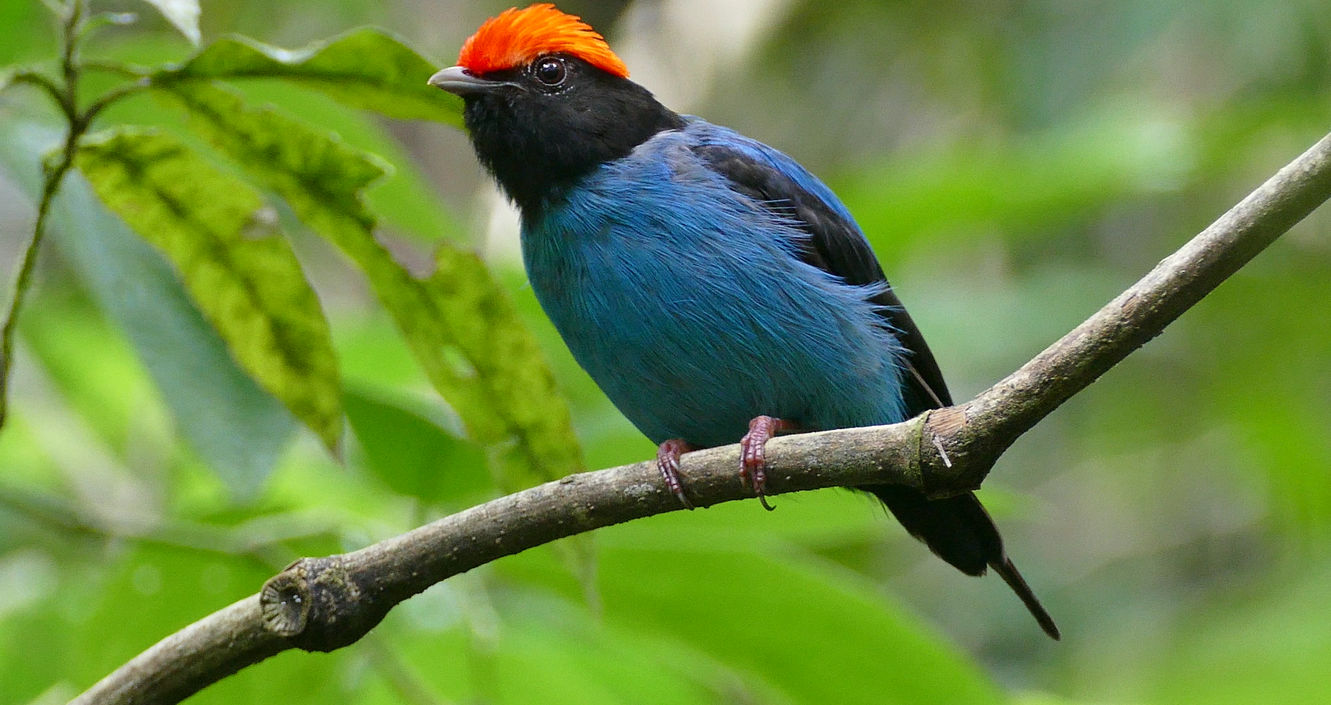 Swallow-tailed Manakin (Chiroxiphia caudata)