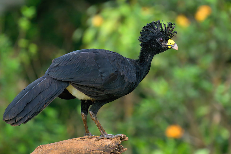 Great Curassow in Costa Rica
