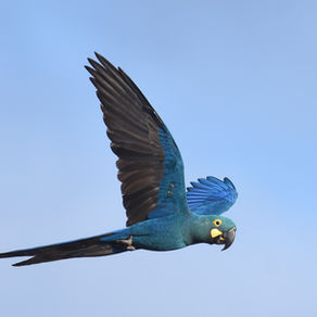 Lear's macaw flying in the Caatinga Biome