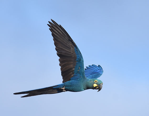 Discover the Wonders of Tropical Birds