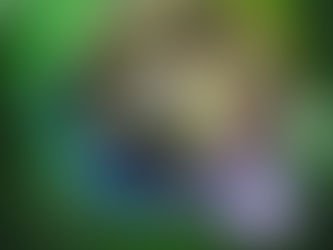 Find Your Inner Adventurer With The Raccoon