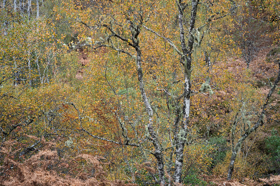 Scotland Autumn Colour smaller size.jpg