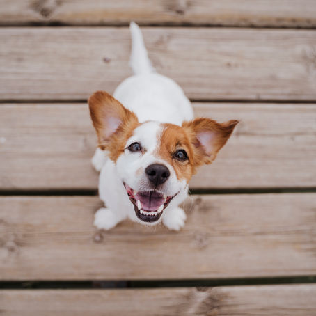 Pet-Friendly Condo Living