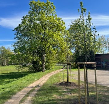 Bürgerstiftung Winsen unterstützt Stadtgrün mit zwei neuen Bäumen
