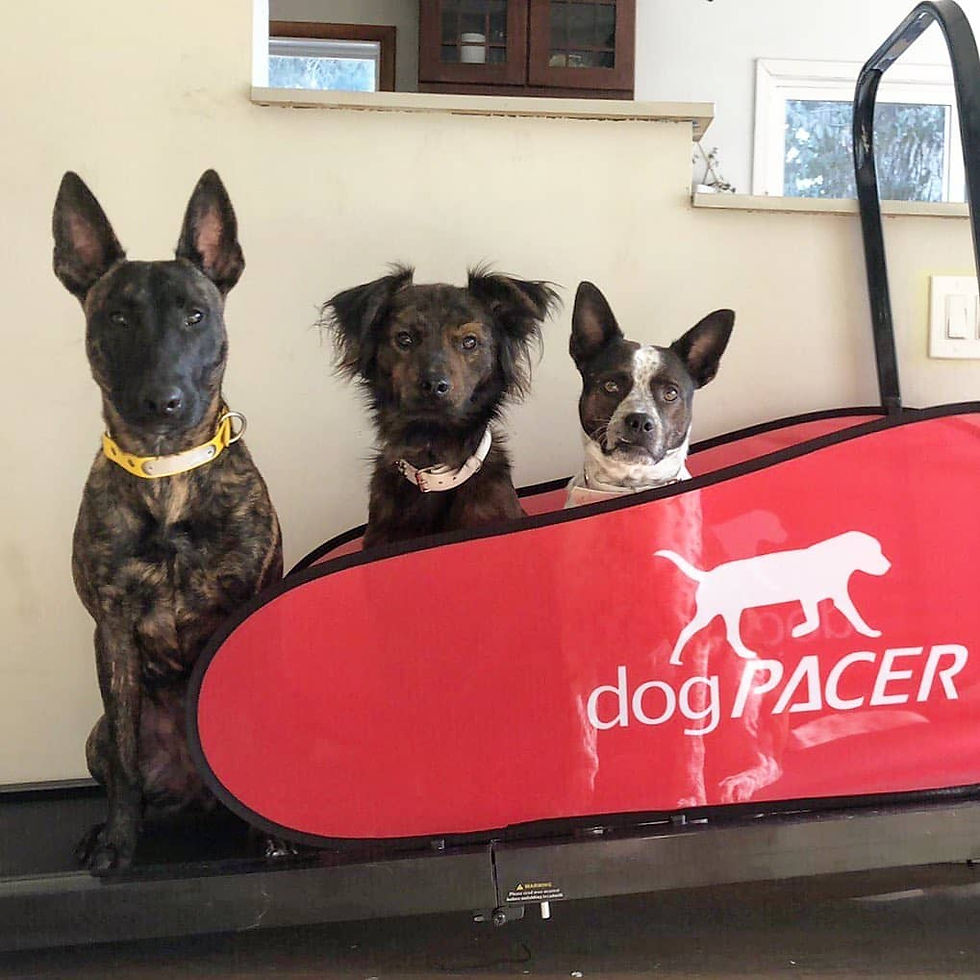 Dog Treadmills and Its Benefits