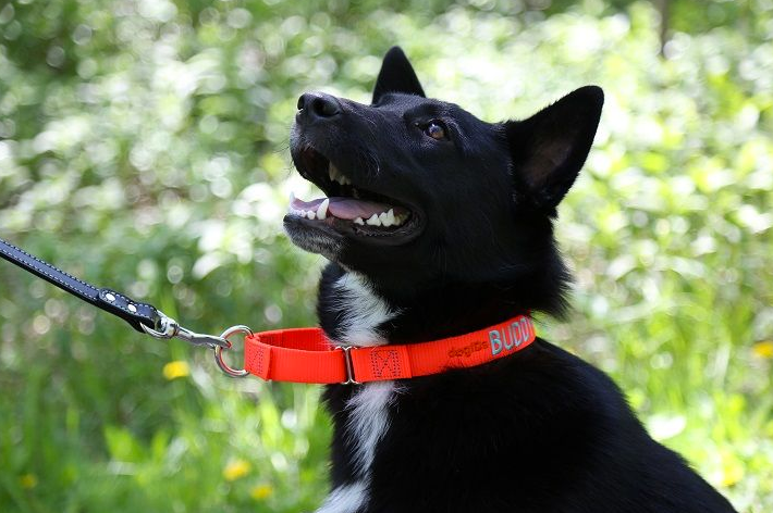 martingale-dog-collar-in-australia