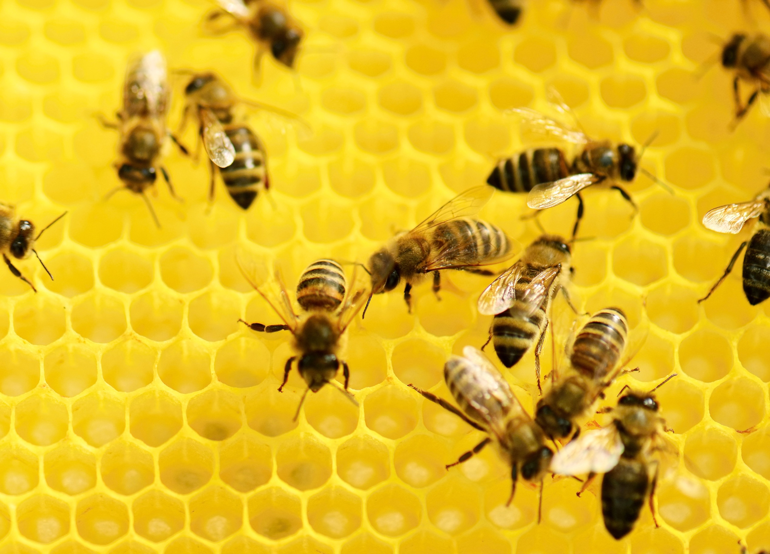 The Buzz RV Community