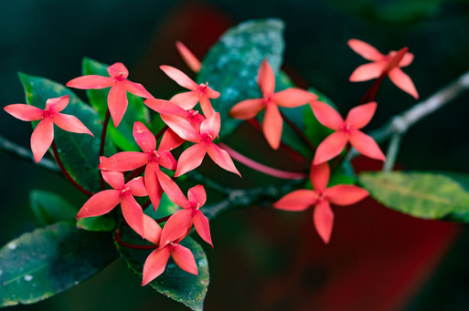 fleur ixora.jpg
