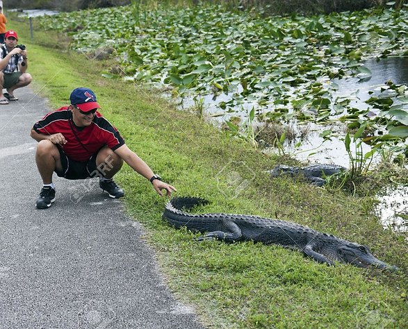 SharkValleyGator4.jpg