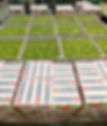 PackingManzanasVerdesCajas.jpg