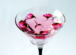 Cocktail - Chrysanthemum 2