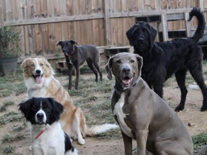 Những đứa con mẹ Hổ - Phần 2: Những đứa trẻ thông minh và quá tò mò cuộc sống thì thực sự không thả