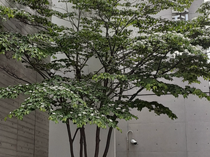 7月11日（土）の診療時間を変更します