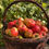 Miniaturbild: Apple Maple Spread