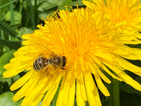 🌿 Frühlingsfrisch & wild: Natürliche Ideen für deinen Osterbrunch 🌱🐰 🥕