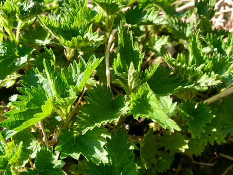 Wildkräuter-Portrait: Brennnessel +Brennnessel-Pesto
