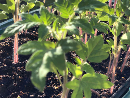 🌱 Tomaten pikieren – So werden aus kleinen Pflänzchen starke Tomaten 🍅