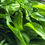 Miniaturbild: Badisches Bärlauch Pesto