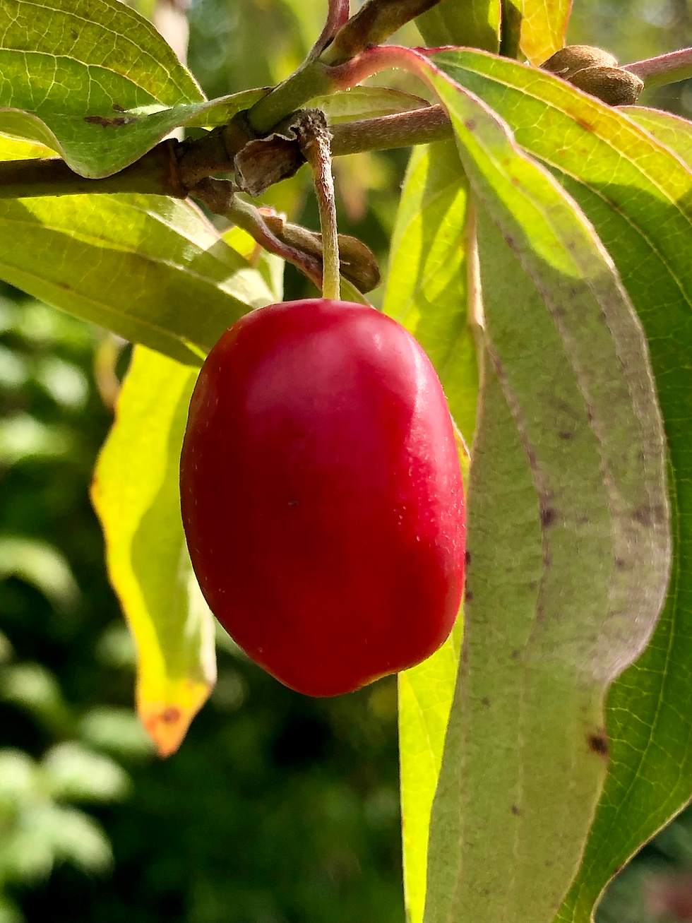 Eine rote ovale Kornelkirsche, die an einem Kornelkirschenstrauch hängt. Die rote längliche Frucht hat die Form einer Olive.