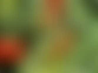 🌱 Tomaten-Zeitplan auf einen Blick 🍅✨