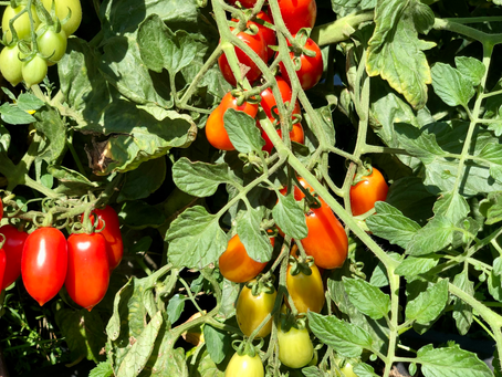 🌱 Tomaten-Zeitplan auf einen Blick 🍅✨