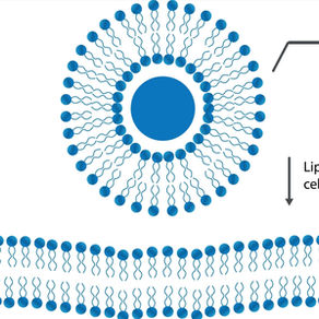 Liposomal Supplements: More than just hype?