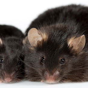 OBESOGENSCan chemicals make us fat?