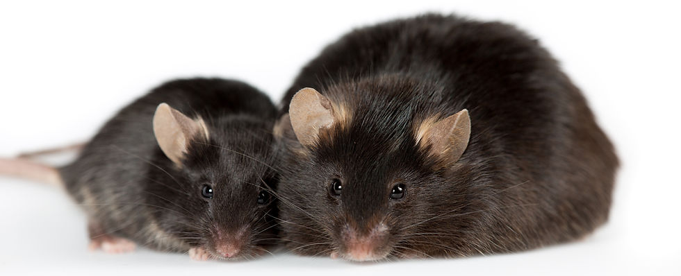 OBESOGENSCan chemicals make us fat?