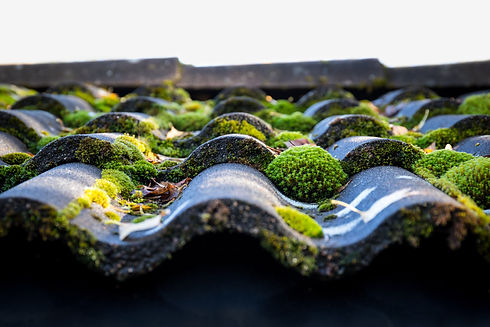 Oxford Blue Softwash Moss removal from roof tile.jpg