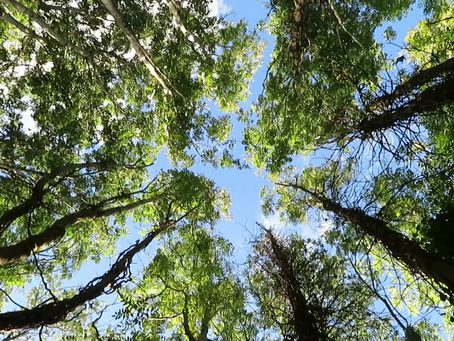 Save Benfield Valley Woodlands