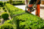hedge trimming.jpeg