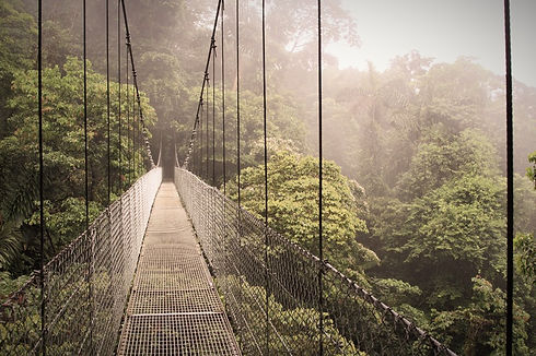 Rainforest Suspension Bridge _edited.jpg