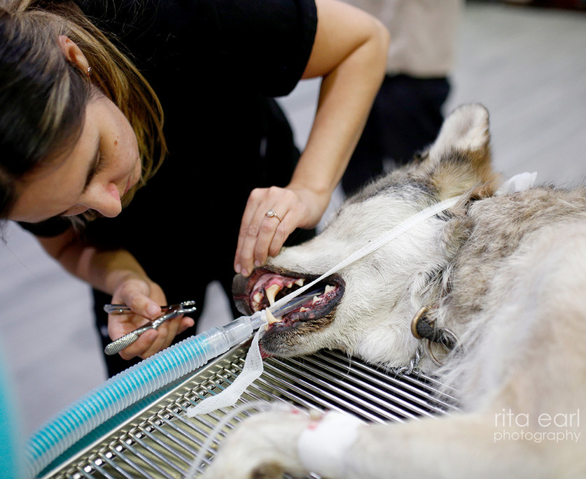 Our Clinic Oaks Veterinary Urgent Care Agoura Hills