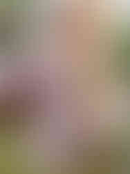 Photo of model wearing a strapless A-line evening dress by Cusuti . The dress is made of polyester tulle and lace appliques.