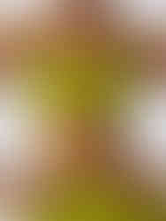 Cusuti High Support Push Up Workout Sports Bra - Yoga Gym Crop Top