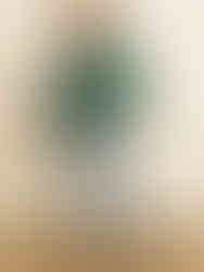 "Versatile Bell Sleeve Top for Stylish Comfort"