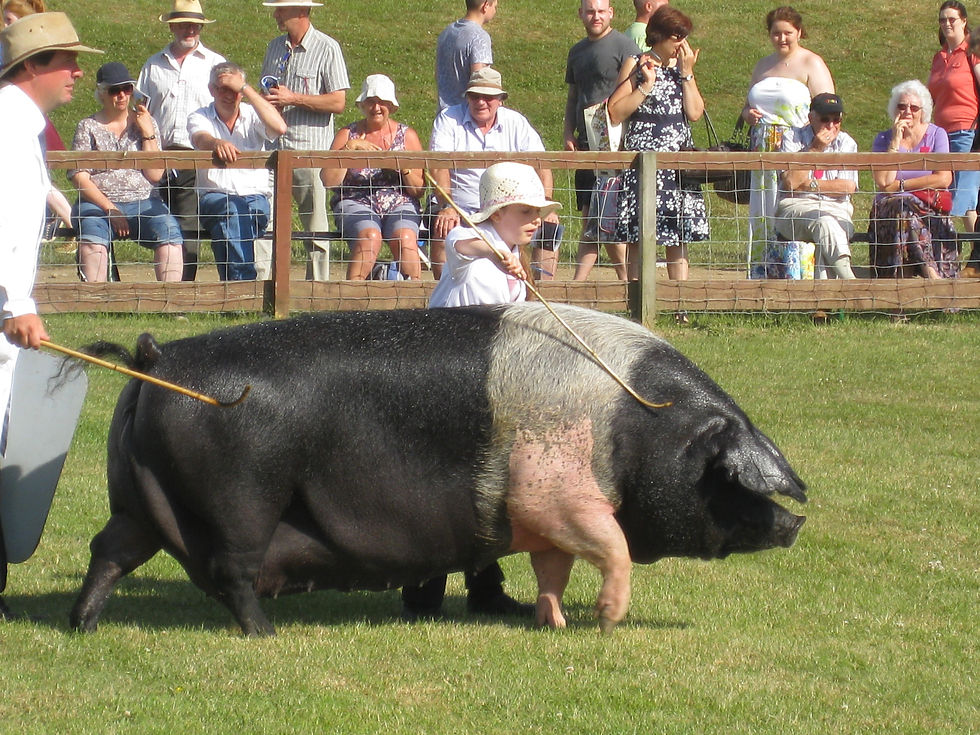 breed+champion.JPG