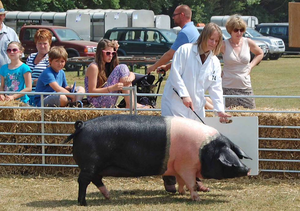 colony+babble+rare+breeds+2013.jpg