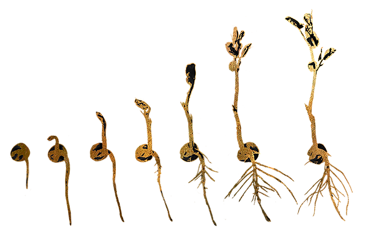 Christian_Bradley_West_Brass Seed Stages