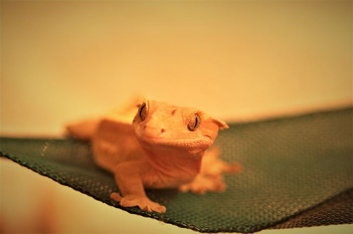Shiraz (fired down) chilling on his hammock, by Chelsea Lowman