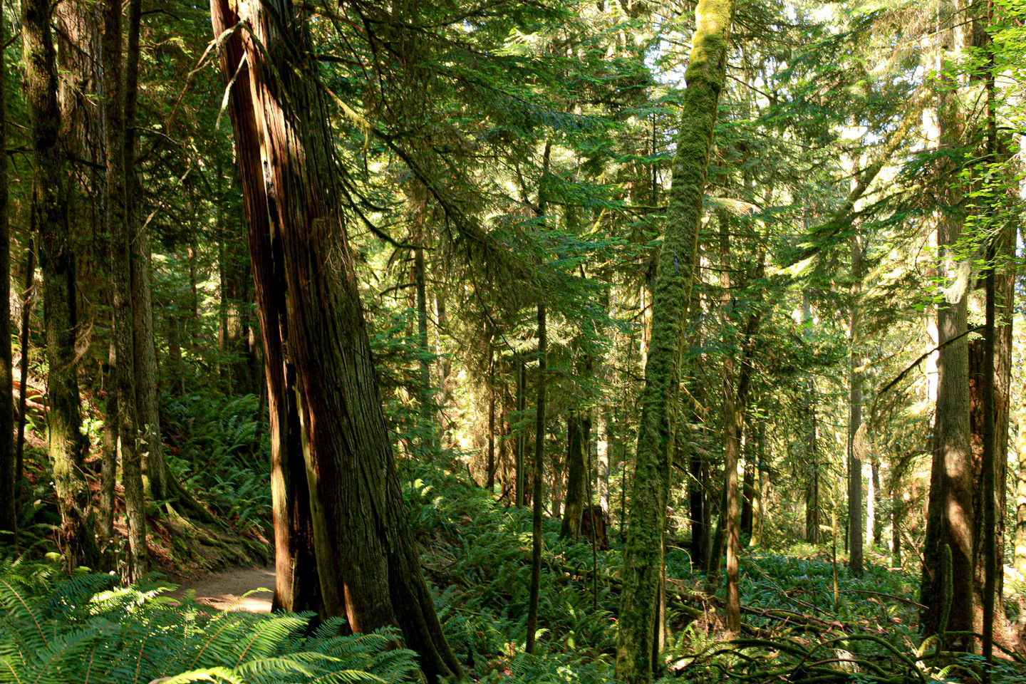 Stimpson Nature Reserve 
Bellingham, WA