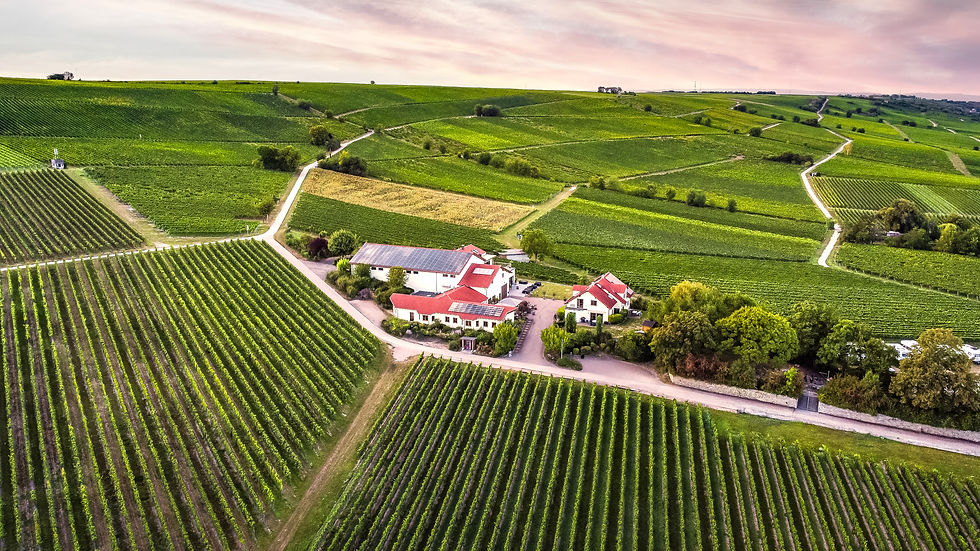 Drohnenaufnahme Weingut Gauer mitten ein den Weinbergen oberhalb von Bodenheim