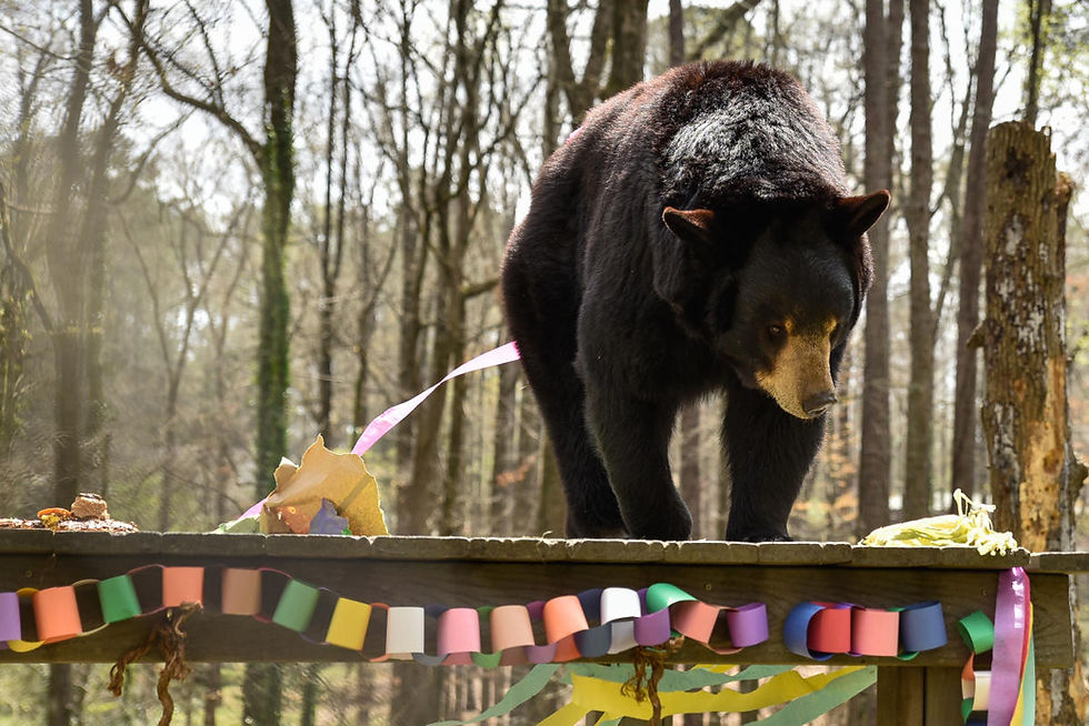Bear Hollow Zoo: Did you know Athens has a FREE Zoo!