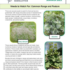 Noxious Weeds You Should Be Watching For Within the Rural Municipality.
