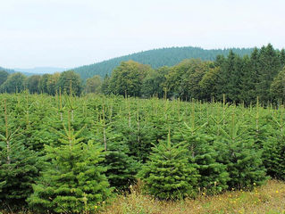 Les sapins de Noël seront autorisés à la vente à compter du 20 novembre