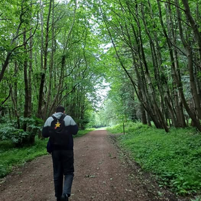 A peaceful walk in the shaded woods....